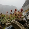 Plants: image 37 Of 208 Thumb